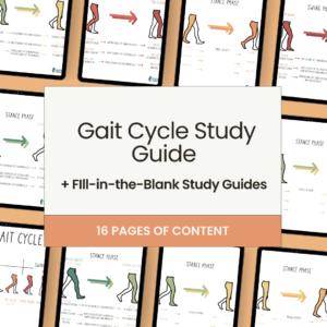 Gait Cycle Study Guide