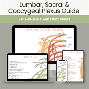 Lumbar, Sacral & Coccygeal Plexus Guide