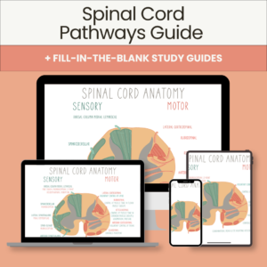 Spinal Cord Pathways Guide