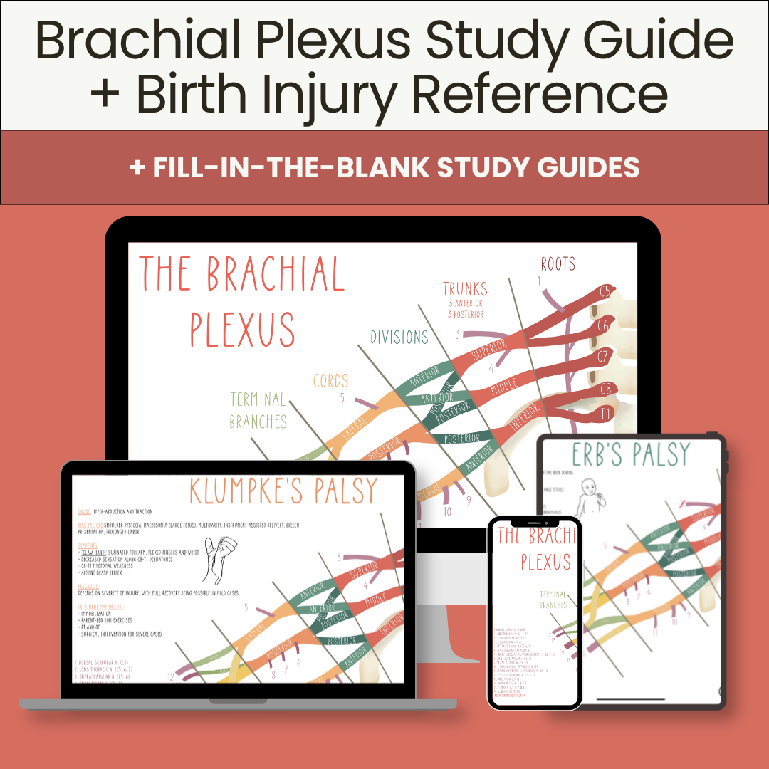 Plexus Balance Chart.pdf Brachial Plexus Study Guide + Birth Injury Reference - Cortex Rehab